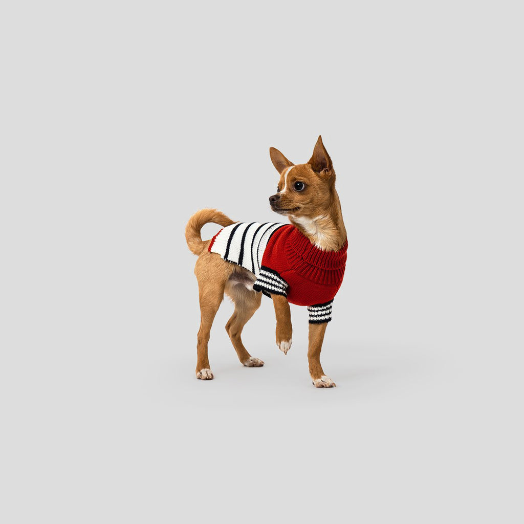 Designer dog jumper