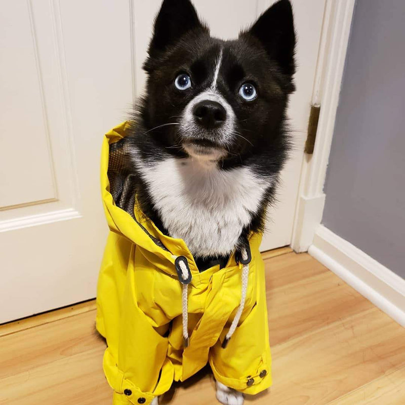 best winter rain coat for dogs