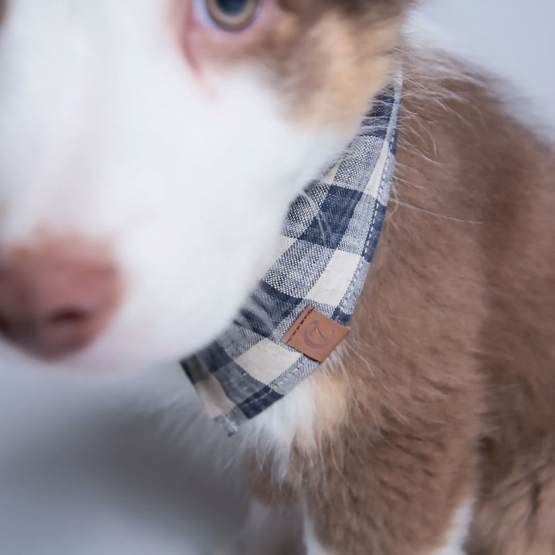cute puppy bandana