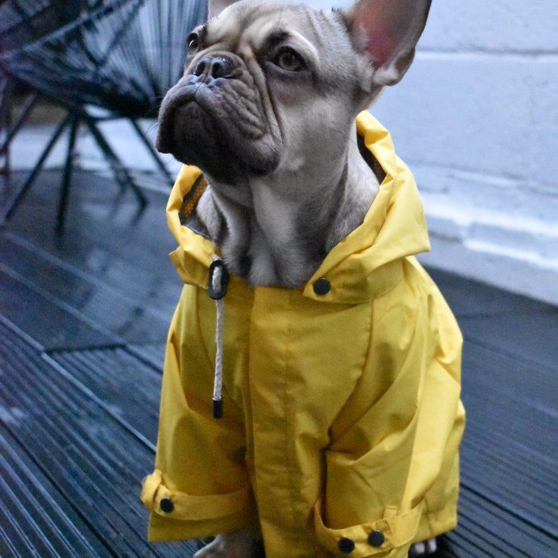designer waterproof rain jacket for puppies