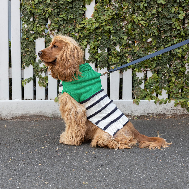luxury dog knit