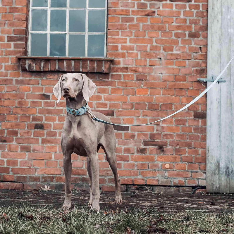 William Walker Leather Dog Collar - Sky