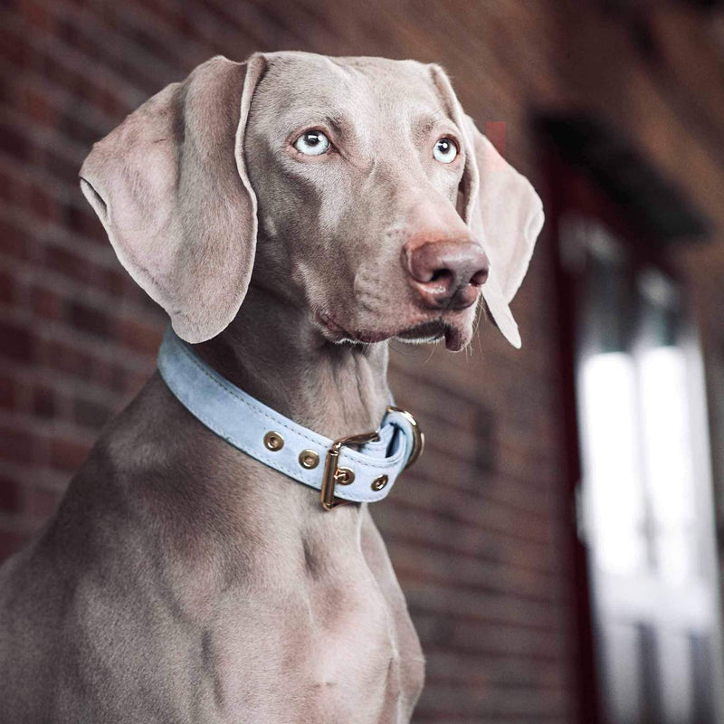 William Walker Leather Dog Collar - Sky