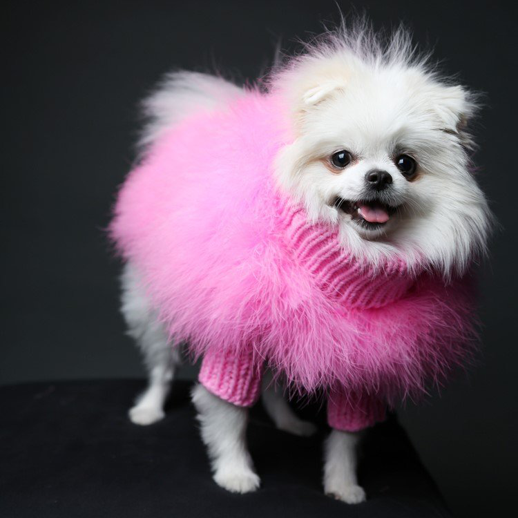 designer pink jumper for small dogs