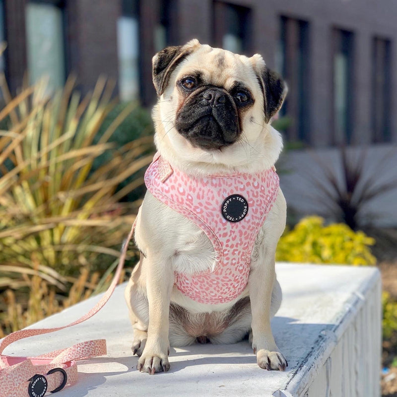 Poppy + Ted Pink Panther Dog Harness