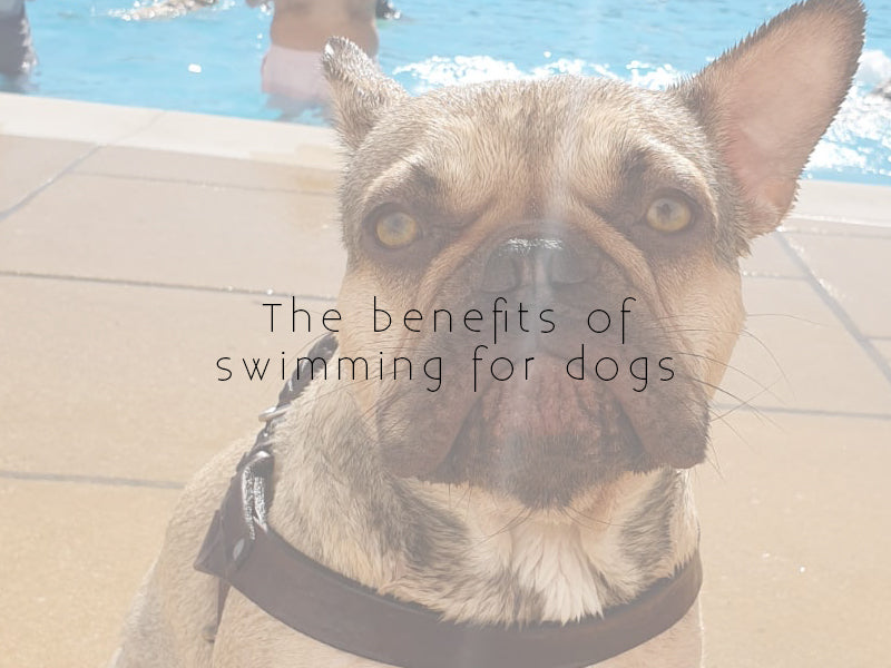 Dog swimming blog