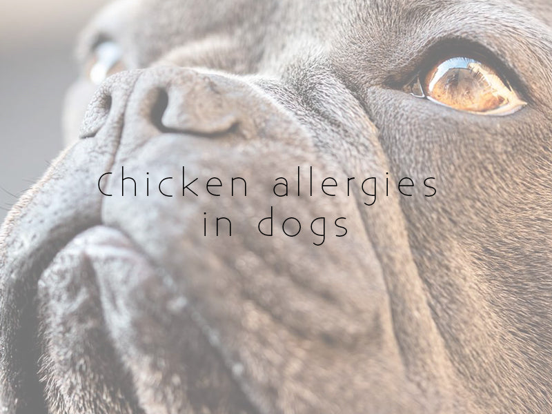 can dogs be allergic to chicken?