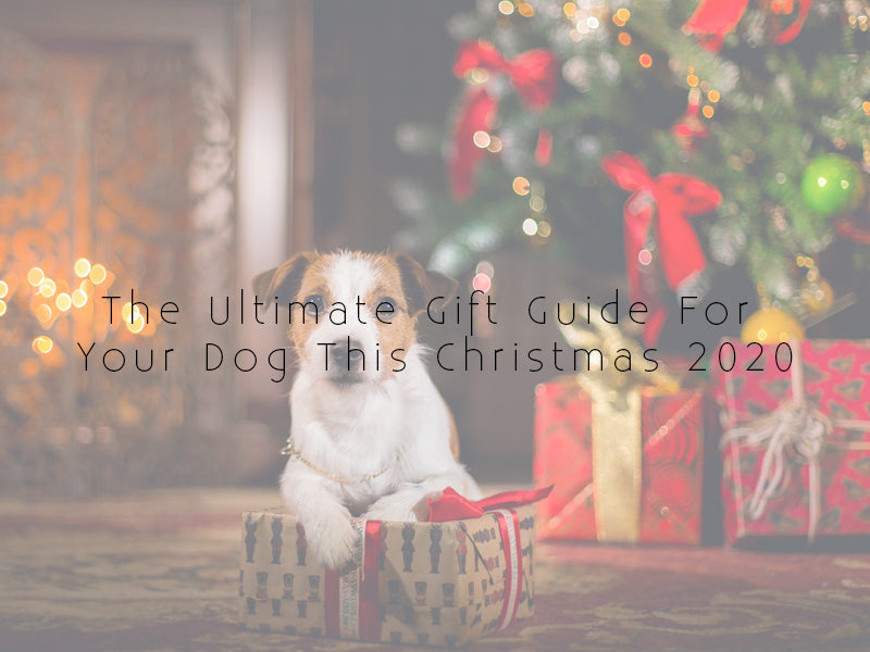 The Ultimate Gift Guide For Your Dog This Christmas 2020