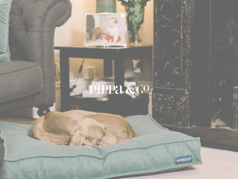 An interview with Pippa & Co – Stylish Dog Beds and Dog Accessories