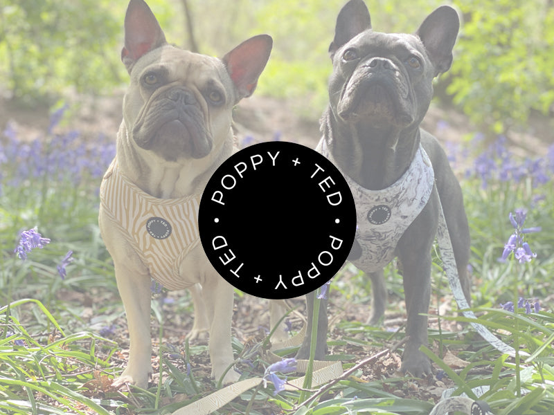 An Interview With Poppy & Ted Threads