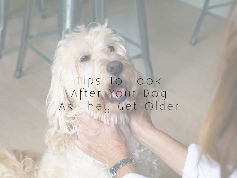 Tips to look after your dog as they get older