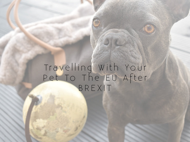 Travelling Your Pet To Europe Post Brexit