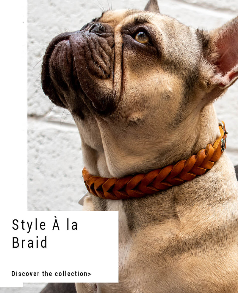 designer leather dog collar