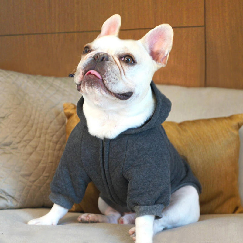 designer dog clothes for french bulldogs