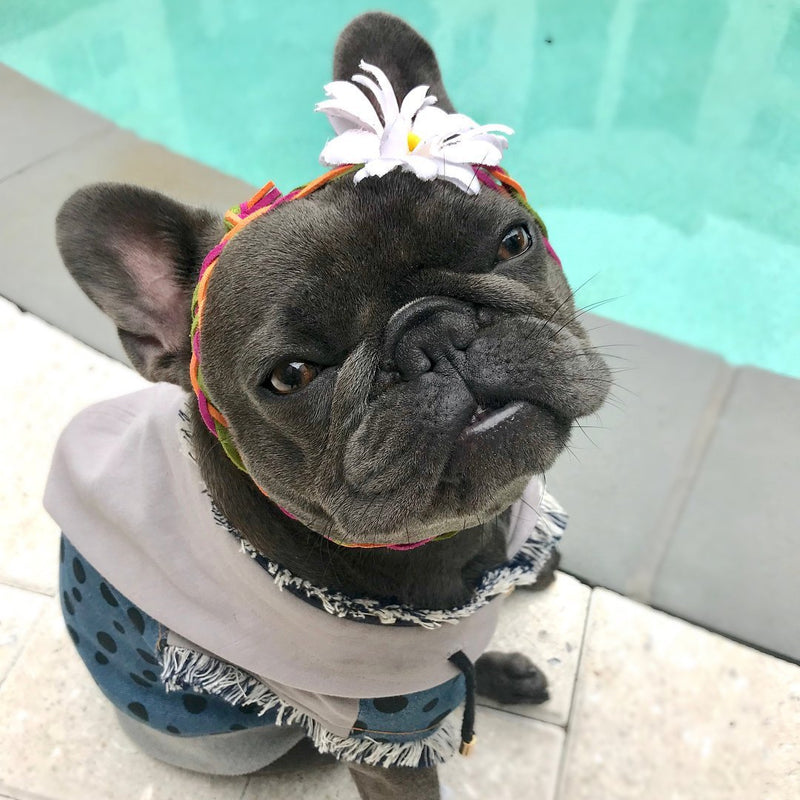 stylish dog hoodie