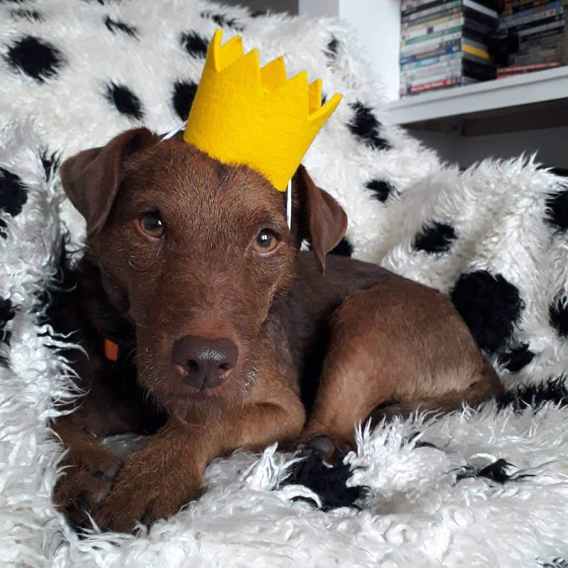dog party hat crown