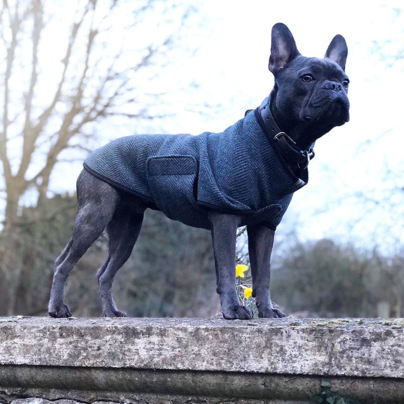 smart dog coat uk