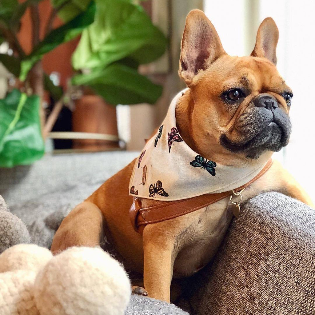 bandana for french bulldog