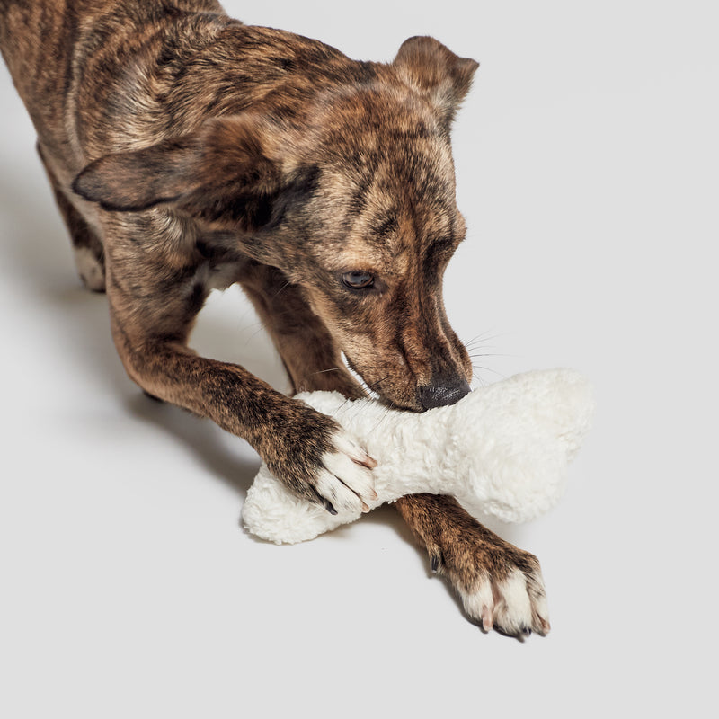 bone squeaker toy for dogs and puppies