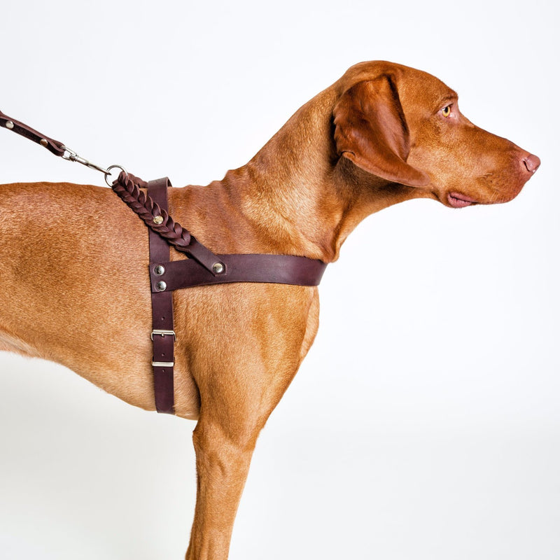 luxury leather harness for dogs