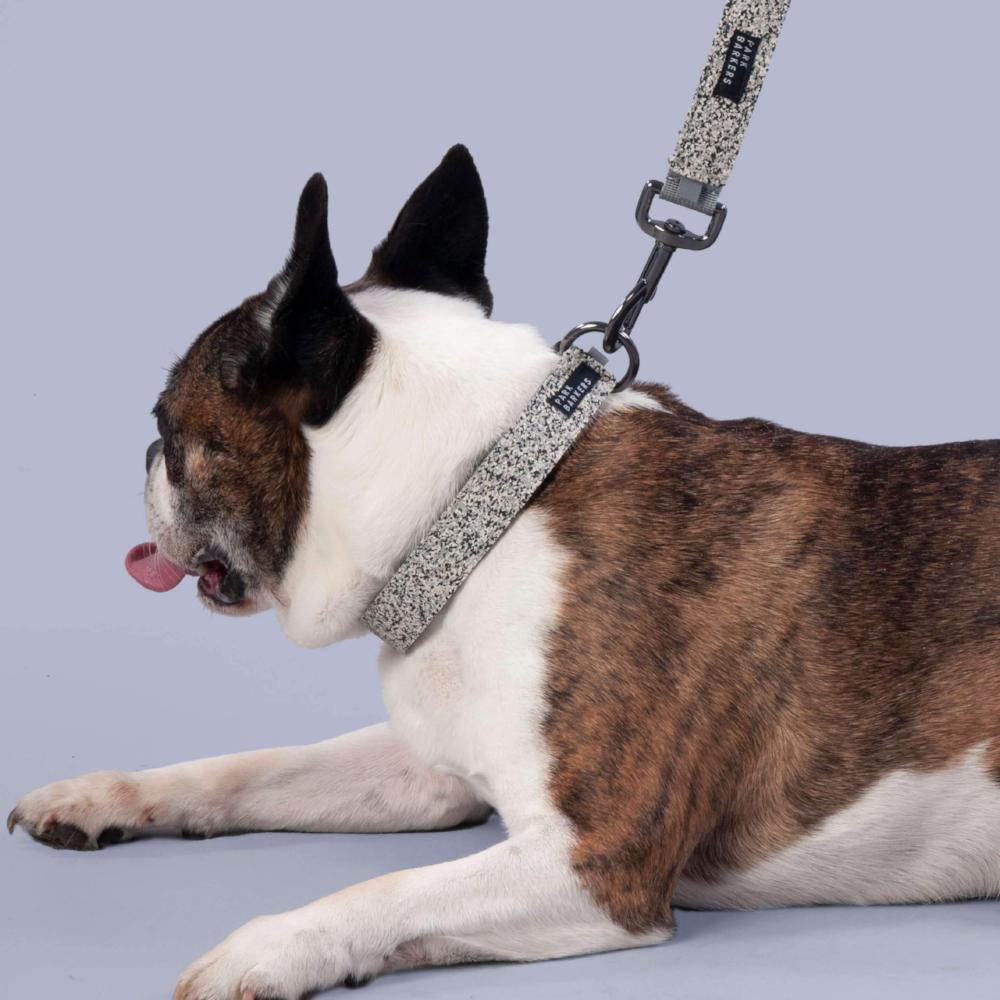 matching grey designer dog lead and collar