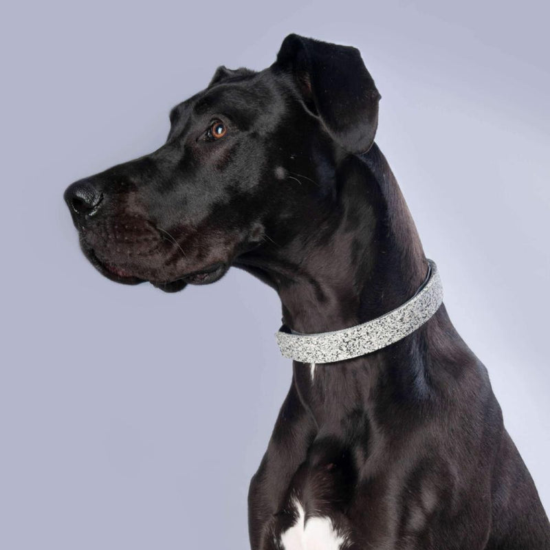 funky dog collar uk