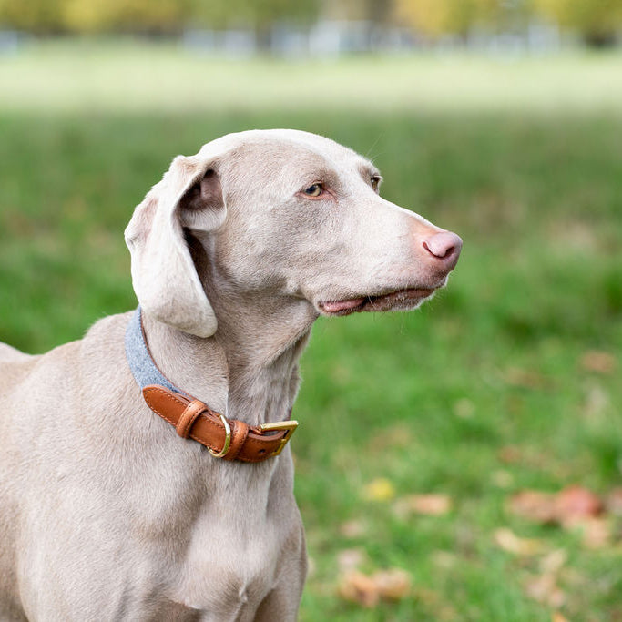 Light Grey dog collar
