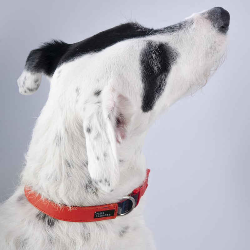 vegan leather dog collar