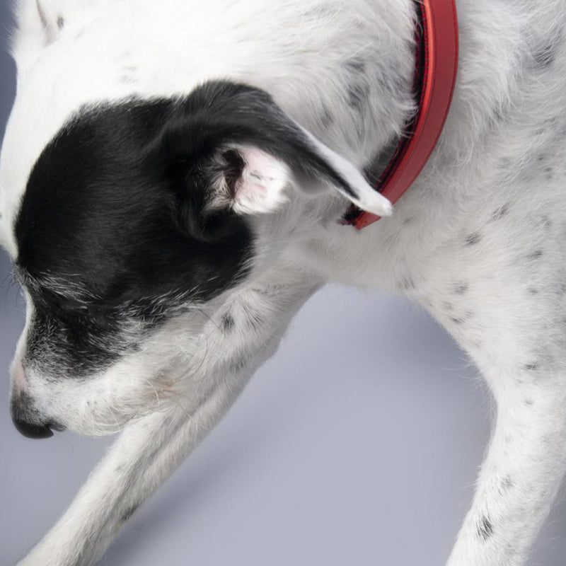 designer vegan leather dog collar