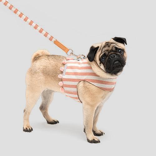 bright coloured dog harness