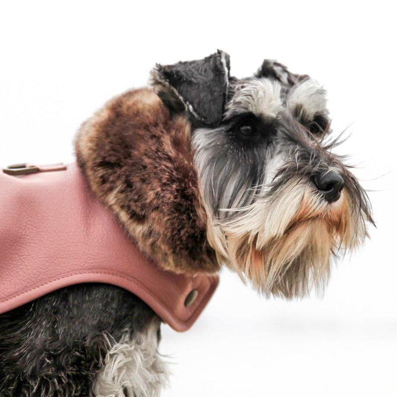 smart dog coat
