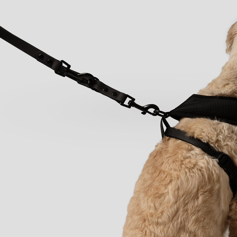 Luxury dog walking accessories