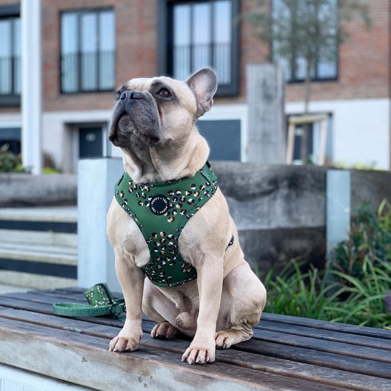 Poppy + Ted Olive Leopard Dog Harness