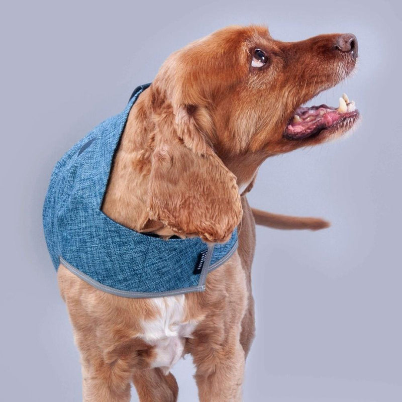 designer dog coat for boys