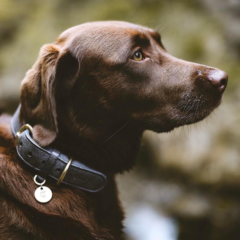 grey soft leather dog collar