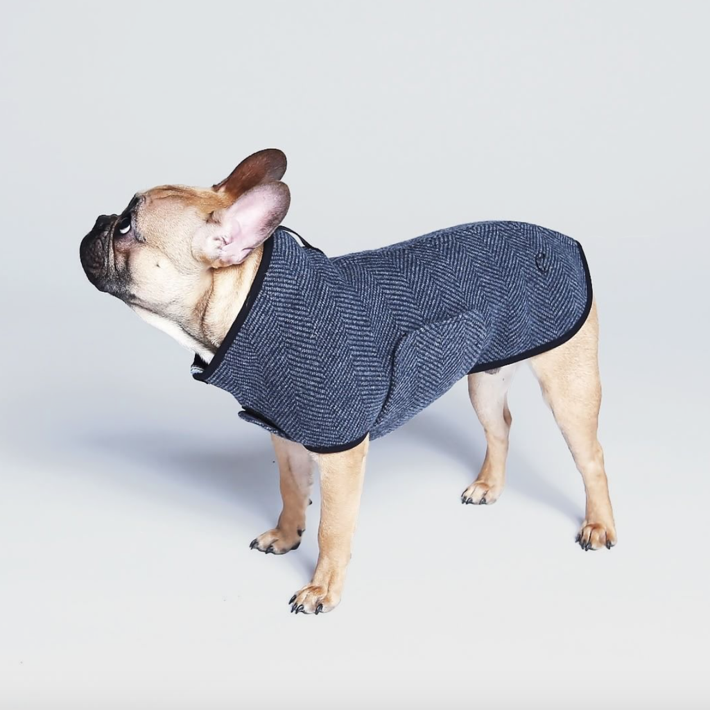 coat for a frenchie