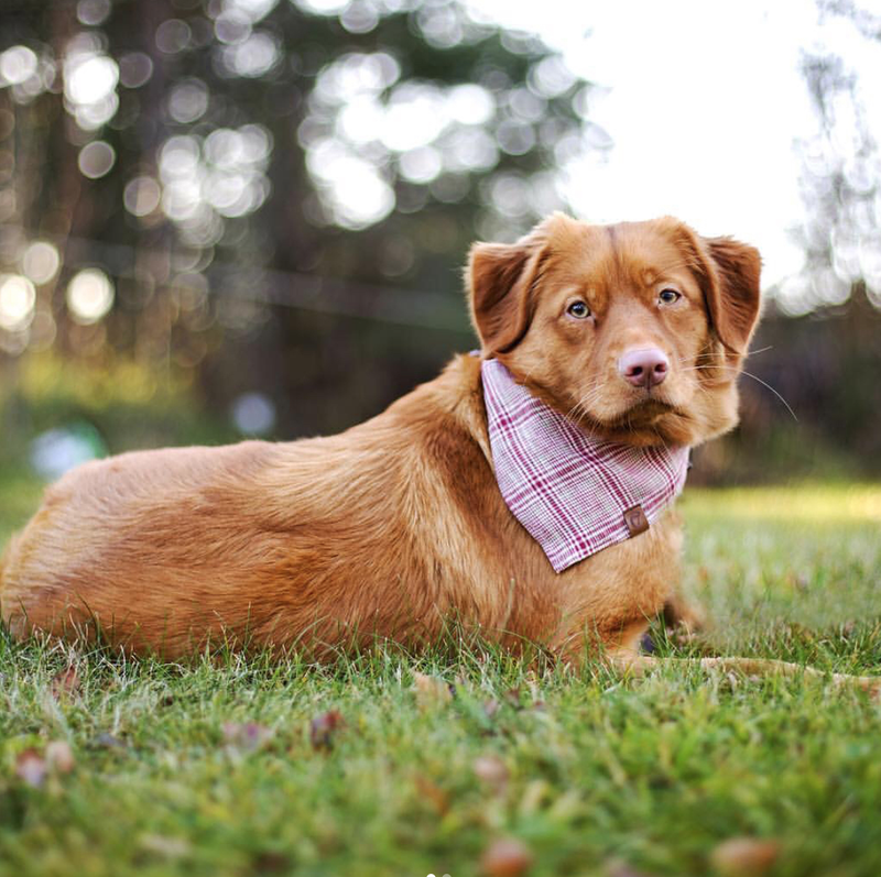 bandana for puppies