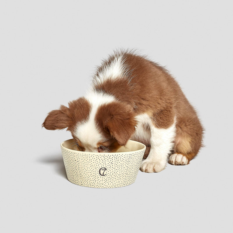 cream ceramic dog bowl