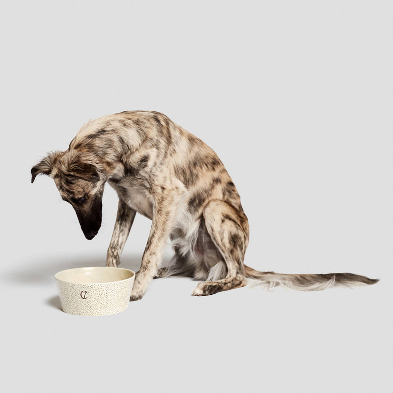 stylish ceramic dog bowl