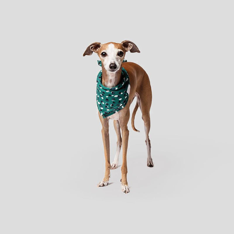 designer dog bandana