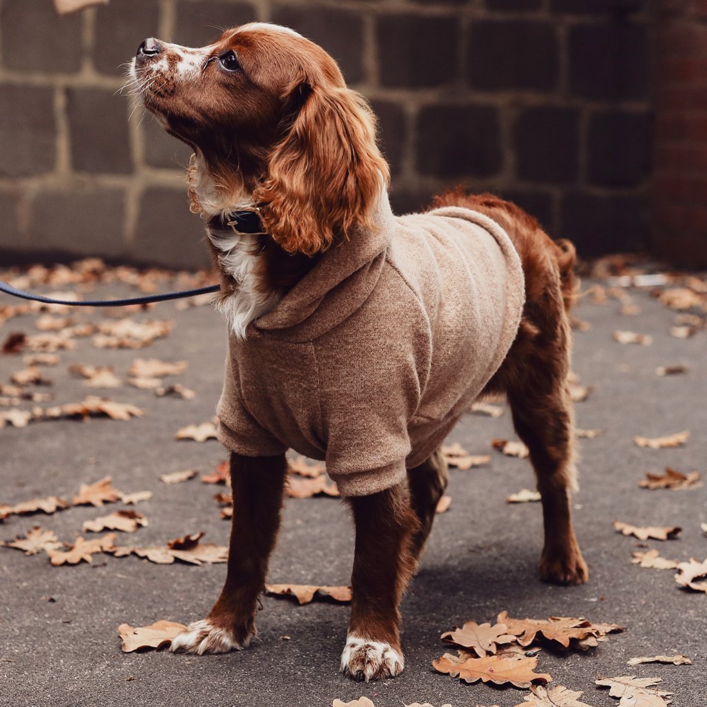 soft touch dog hoodie