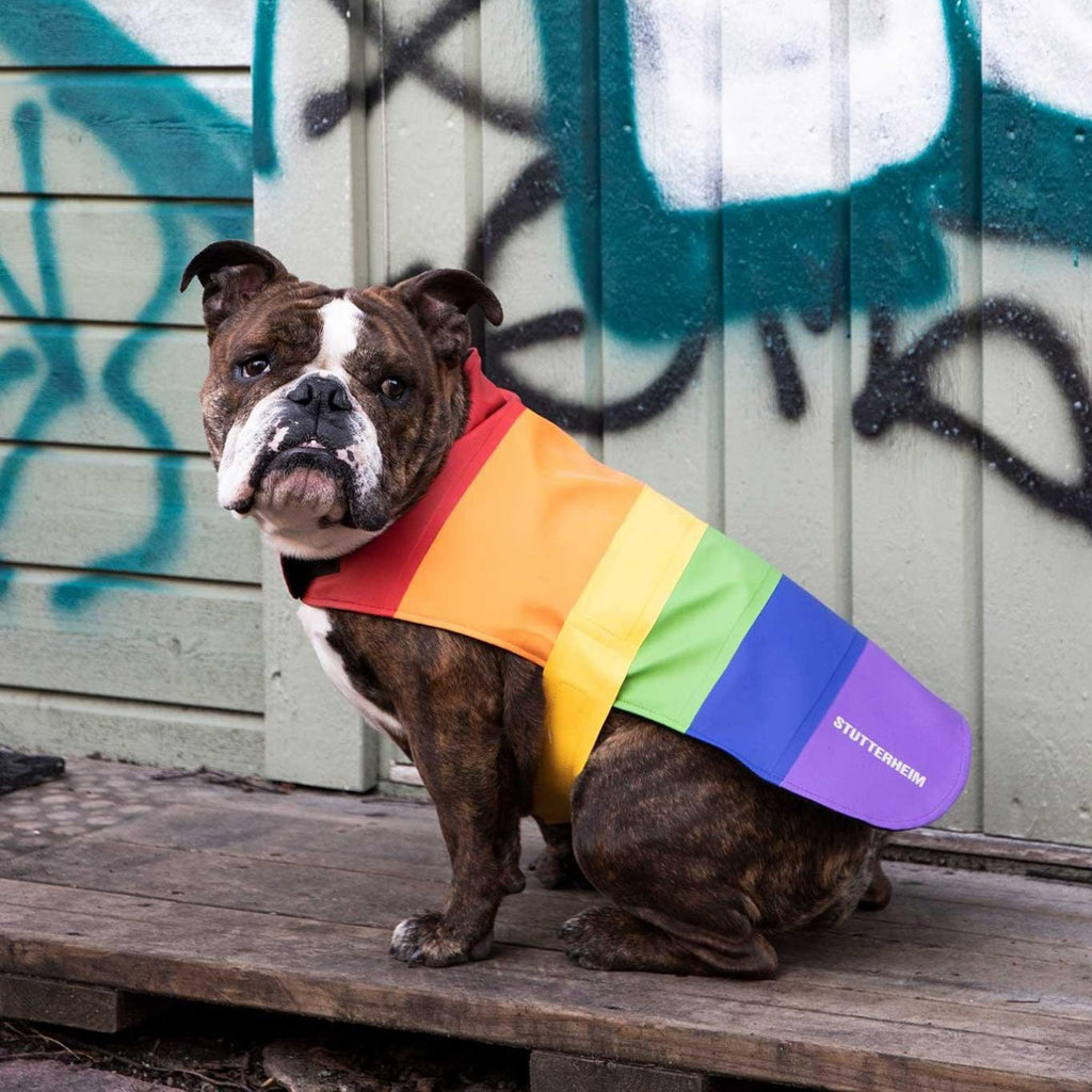 designer rainbow dog coat