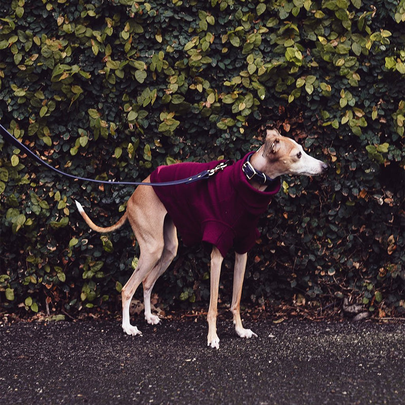 designer dog clothing for italian greyhounds