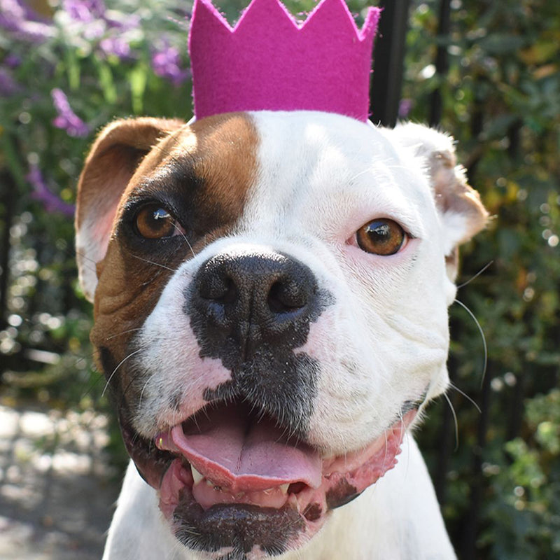 Modern Beast Party Beast Dog Crown