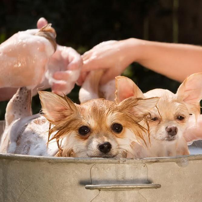 sensitive dog shampoo